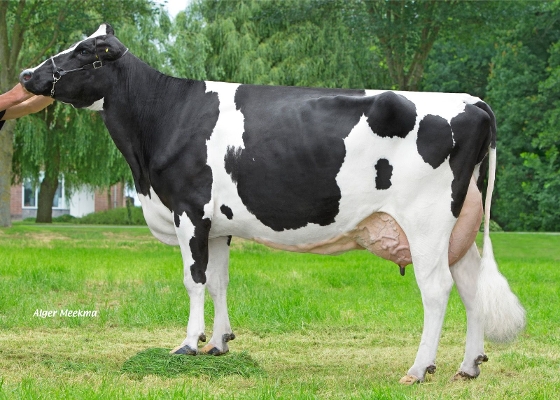 Amalia 243  (5th calver) owner: Mts. A.H. & H.W. Loman, Tollebeek