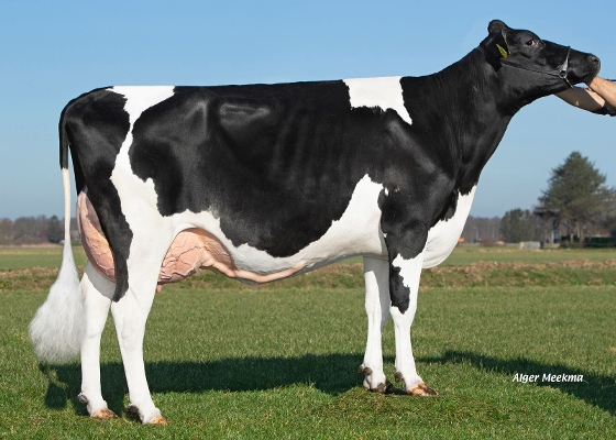 Rietje 1 (s. Ranger, 2nd calver) owner: K.A.F.M. & L.P.J. Nooijen-Maas, Coevorden