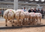 Légende met 4 van haar nakomelingen