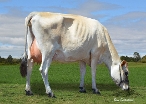 Daughter #136 Ridgetop Farms Ltd Inglewood