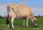 Daughter #134 Ridgetop Farms Ltd Inglewood