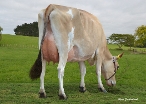 Daughter #84 Roma Farm Company Ltd, Morrinsville, 2nd lactation