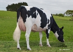 Daughter #528 Campbell Farms Ltd, Te Awamutu