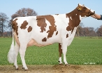 Judith 35 ( moeder Jim P )  eig: Barendonk Holsteins Vof, Beers