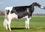 Paulina 187 - mãe (2.02 305d 8.414kg 4,67%G 3,80%P)