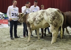 Silvia 21, Eig. E.J. van de Bunt, Dronten. Kampioen vrouwelijk 1-2 jaar VRB, NVM Zwolle 2017