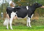 Oversticht Delta Jina (dam of Jacuzzi Red) owner: Mts. van Middelaar, Sterksel