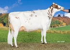 Delta Juca Red (grootmoeder Jeremy Red)  eig: Barendonk Holsteins Vof, Beers Nb