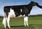 Macland HF Yoder Rachel (granddam of Shawarma)