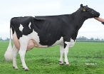 Bles 291  (granddam of Blessing) owner: Mts. D.C. & S.M. Koster-de Jong, Berkhout