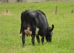 Daughter #321, B Pugh & S Hubbard, Kowhitirangi