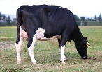 Daughter #113, Goldenacres Ltd, Gore