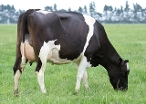 Daughter #720 Davison Family Dairies Ltd, Leeston