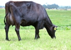 Daughter #943, Komano Farming Company Limited, Feilding