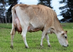 Daughter #815, Komano Farming Company Limited, Feilding