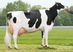 Newhouse Sneeker 548 (5th calver) owner: JJM Nieuwenhuizen, Zevenhoven