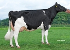 Nellie 94 (s.Lucifer, 2nd calver) owner: Melkveebedrijf De Groot VOF, Lierop