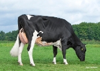 Carla 160 (s.Lucifer, 2nd calver) owner: Melkveebedrijf De Groot VOF, Lierop