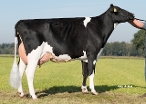 Massey PP RF (dam of Builder P) owner: Mts. van Middelaar, Sterksel