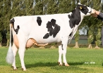 De Leenhorst Ineke 130 ( dam of E-Profit) owner: Vof Schieven, Baak