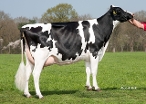 Weelder Esmonique 38 (3rd dam of Eloy RF) owner: Maatschap v.d. Kamp, Putten