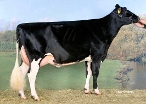 Mars Froukje 478 (3rd dam of Fisherman)  owner: Mts. van Essen, Marssum