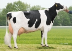 Newhouse Sneeker 548 (granddam of Jayvano RF, as 5th calver) owner: J J M Nieuwenhuizen, Zevenhoven