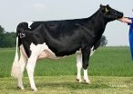 Newhouse Sneeker 378 (4th dam of Jayvano RF) owner.: J J M Nieuwenhuizen, Zevenhoven