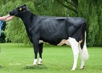 De Biesheuvel Javina 50   (granddam of Jethro) owner: A.C. Verploeg, Buurmalsen