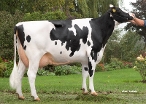 Barnkamper Marilyn 606 (dam of Majestic) owner: L+C+AWA de Jong-van Ooijen, Beusichem