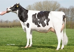 Lin-Horst Delta Nayat (granddam of Nippon P) owner: A J E Vernooij, Schalkwijk