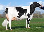 Delta Paulina  (granddam of Paddock PP) owner: Melkveebedrijf van Berkum, Elahuizen