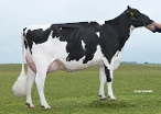 Delta Suze (granddam of Shiner P) owner: Dairy Campus, Goutum