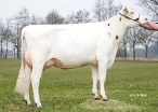 Delta Samantha ( 4dn dam of Shiner P) owner: Barendonk Holsteins Vof,  Beers