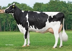 Jet 155 (dam of Starmaker) owner: Mts. A.G.M. & J.T.M. Groot Koerkamp-Buiting, Harfsen