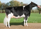 Delta Jadyn (granddam of Vineyard) owner: A.J.E. Vernooij, Schalkwijk