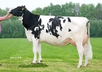 Delta Jelena (3rd dam of Vineyard) owner:  A.J.E. Vernooij, Schalkwijk