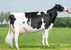 Willems Hoeve Rita 885 (3rd dam of Woody) owner: Fa D de Jong En Zn, Buren Gld