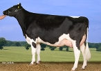 Willem's Hoeve Rita 331(4th dam of Woody) owner: Fa D de Jong En Zn, Buren Gld