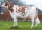 American DJ Karina 15 ( dam of carnival) owner: American Holsteins, America