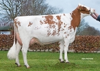 American DJ Karina 32  (full sister of Carnival) owner: American Holsteins, America