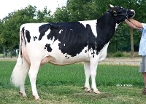 Delta Jarmila  (3rd dam of Jacuzzi Red) owner: Barendonk Holsteins Vof, Beers Nb