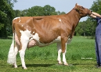 Judith 22 (4th dam of Jumpstone Red) owne.: J.G.Nijenhuis, Markelo