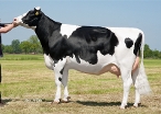 Brinkstee Delta Mesa Rf (granddam of Moutard) owner: Peeters Groep LV, Geel (Belgie)