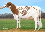 Retraitehoeve Delta Nice (dam of Nectar P Red) owner: Barendonk Holsteins VOF, Beers Nb