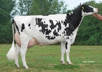 Retraitehoeve Nieske 1  (granddam of Nectar P Red) owner: VOF Willemse-Meulepas, Beers (NB)