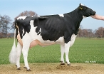 Delta Naida P (granddam of Novak P Red) owner: Barendonk Holsteins Vof, Beers