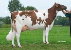 Delta Pitra  (full sister of Pitcher Red) owner: Peeters Groep Lv, Geel (Belgie)