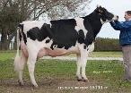 No Fla Supersire 36090 (granddam of Entice)