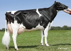   Mor-Yet Goldwyn 682-ET (4dn dam of Matos)